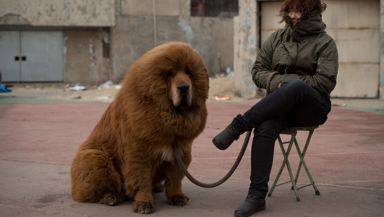 Verbazingwekkend Chinese lievelingshond is nu rijp voor vleesmarkt | De Volkskrant JO-99
