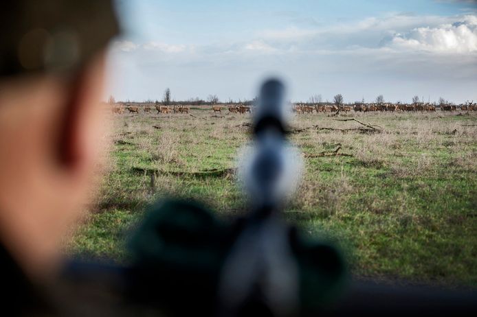 Een jager (Staatsbosbeheer spreekt liever over een ‘ervaren faunabeheerder') legt aan om één van de herten in Oostvaardersplassen af te schieten.