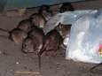 Ook de ratten in Manhattan leven net als de bewoners in hun eigen wijk