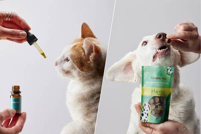 Jonge Belgische start-up weet raad met cannabis voor hond, kat en paard