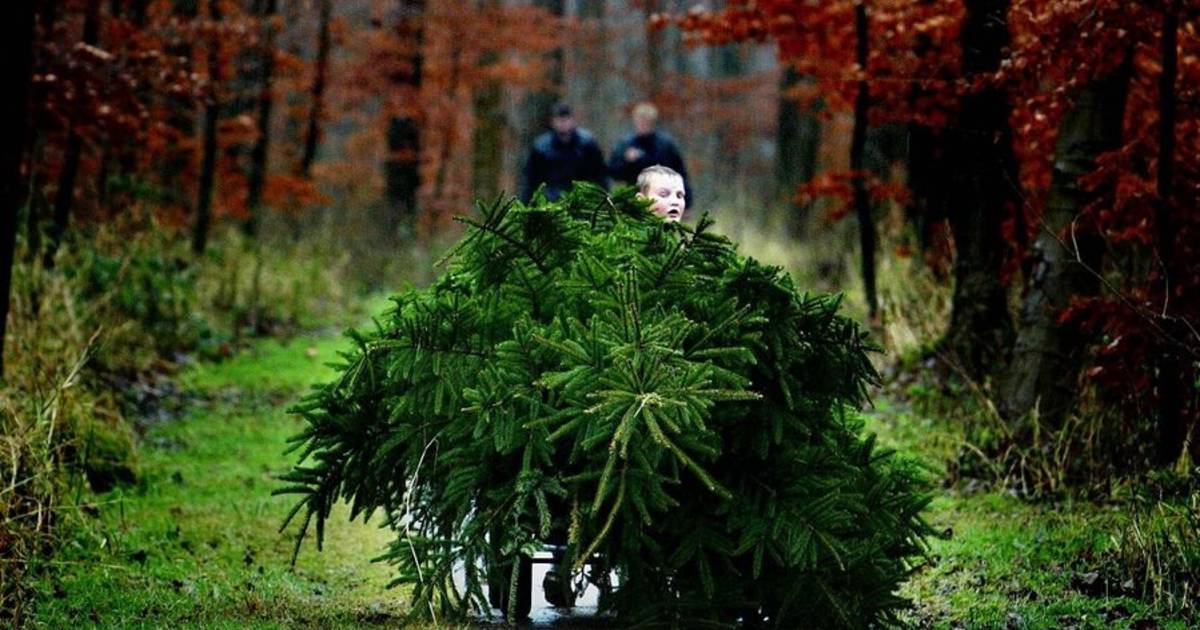 Kom zelf je kerstboom omhakken op de Veluwe Binnenland AD.nl