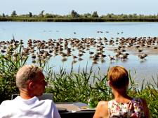 Van kemphanen tot bruine kiekendieven: ‘De Oostvaardersplassen is een uniek gebied’