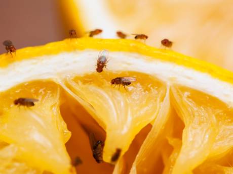 Fruitvliegjes laten zich moeilijk vangen, met dit huishoudmiddeltje lukt het wel