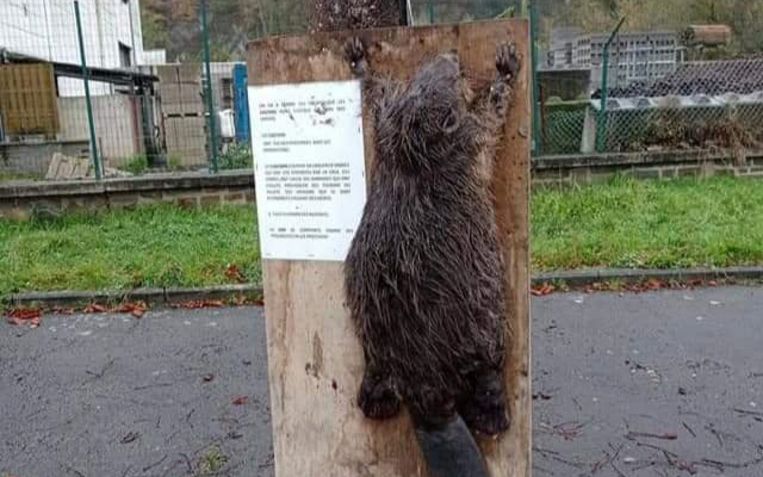 In Esneux werd vorige zaterdag een jonge bever aan een boom genageld. Een zin op de houten plaat ernaast: 'De bevers hebben mensen gedood met de overstromingen.' Beeld RV