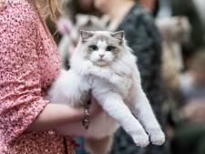 Kattenliefhebbers opgelet: 350 mooiste katten komen voor keuring naar Nijkerk en jij kan komen kijken