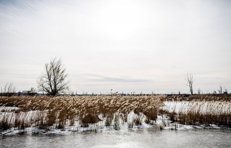 Bevroren sloot in het natuurgebied van Staatsbosbeheer in de Flevopolder. Beeld anp