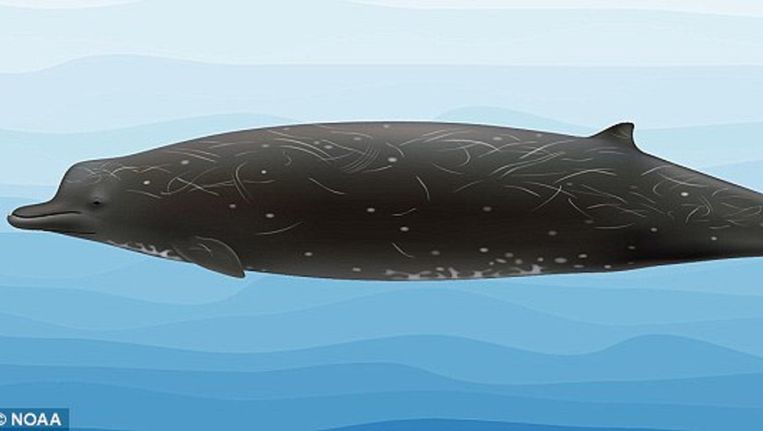 Impressie van de nieuwe walvissoort Beeld NOAA