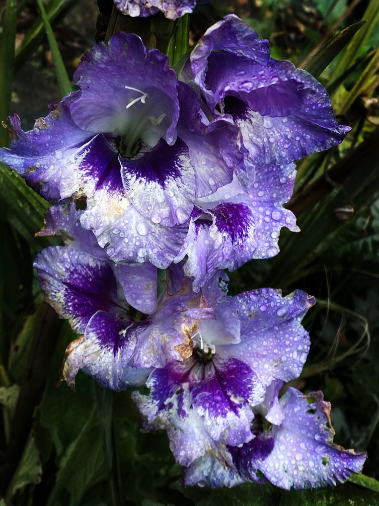 Gladiolus x hortulanus ‘Vista’ Beeld Elspeth Diederix