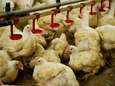 Boeren hebben duizenden illegale kippen rondlopen: 25.000 euro boete geëist