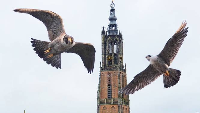 Al tien jaar leggen Joris en Sofie eieren op de Onze Lieve Vrouwetoren: maar wie zijn deze slechtvalken?