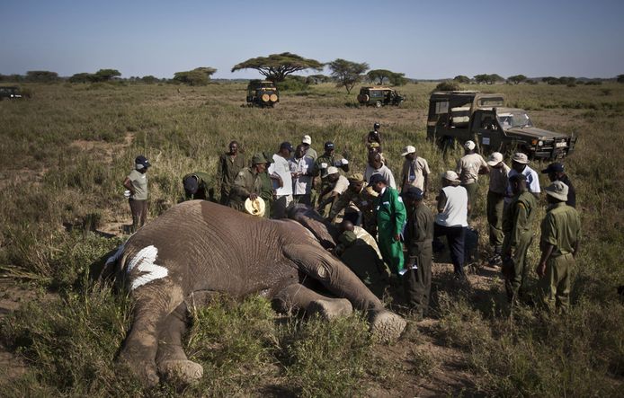 In Kenia worden olifanten vaak voor hun kostbare ivoren slagtanden, gedood door stropers.
