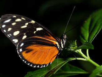Identieke vlinders met andere genetische achtergrond werpen nieuw licht op evolutie 