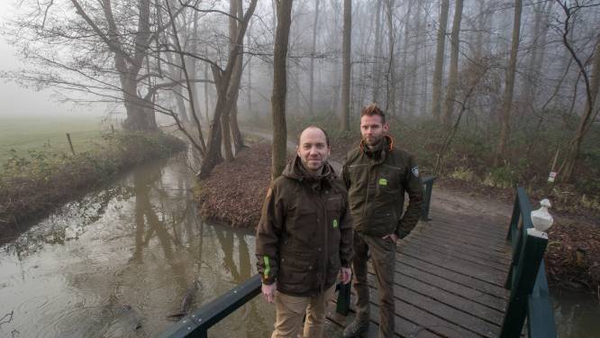 Landschap Overijssel vervangt aftakelende beuken op De Horte bij Wijthmen: tientallen bomen plat
