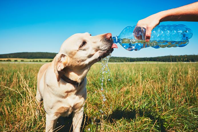 Voorzie vooral voldoende fris drinkwater voor je huisdier