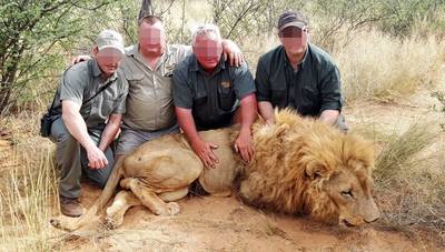 Undercoveroperatie toont hoe duizenden leeuwen worden gefokt om als trofee voor rijke jagers te eindigen