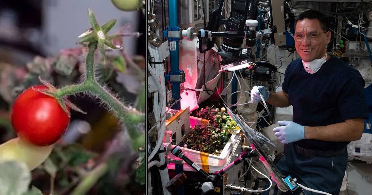 Missing tomato suddenly reappears on the ISS after 8 months