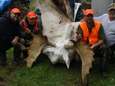 Jagers schieten "heilige" witte eland dood in Canada