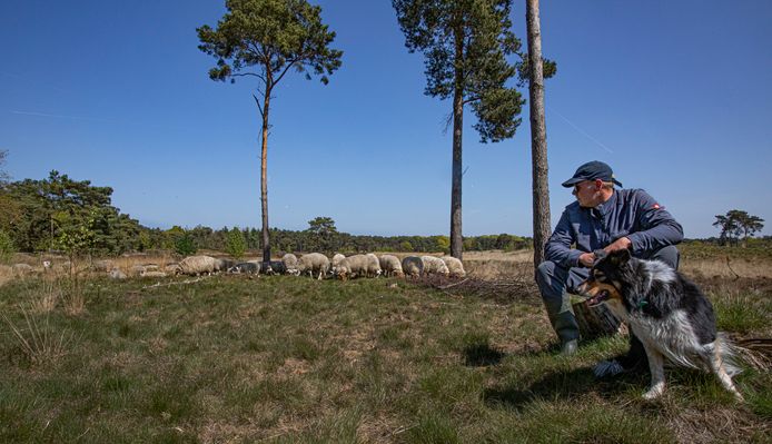 Vyron en herder Bram Haen met de schapen op de Bestse hei. De kudde zakt de komende tijd langzaam af richting zuiden. Zondag gaat het richting Veldhoven, later naar De Malpie bij Valkenswaard en De Plateaux ten zuiden van Borkel en Schaft.
