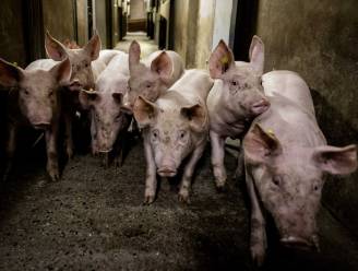 Uitbraak Afrikaanse varkenspest in Duitse deelstaat Nedersaksen