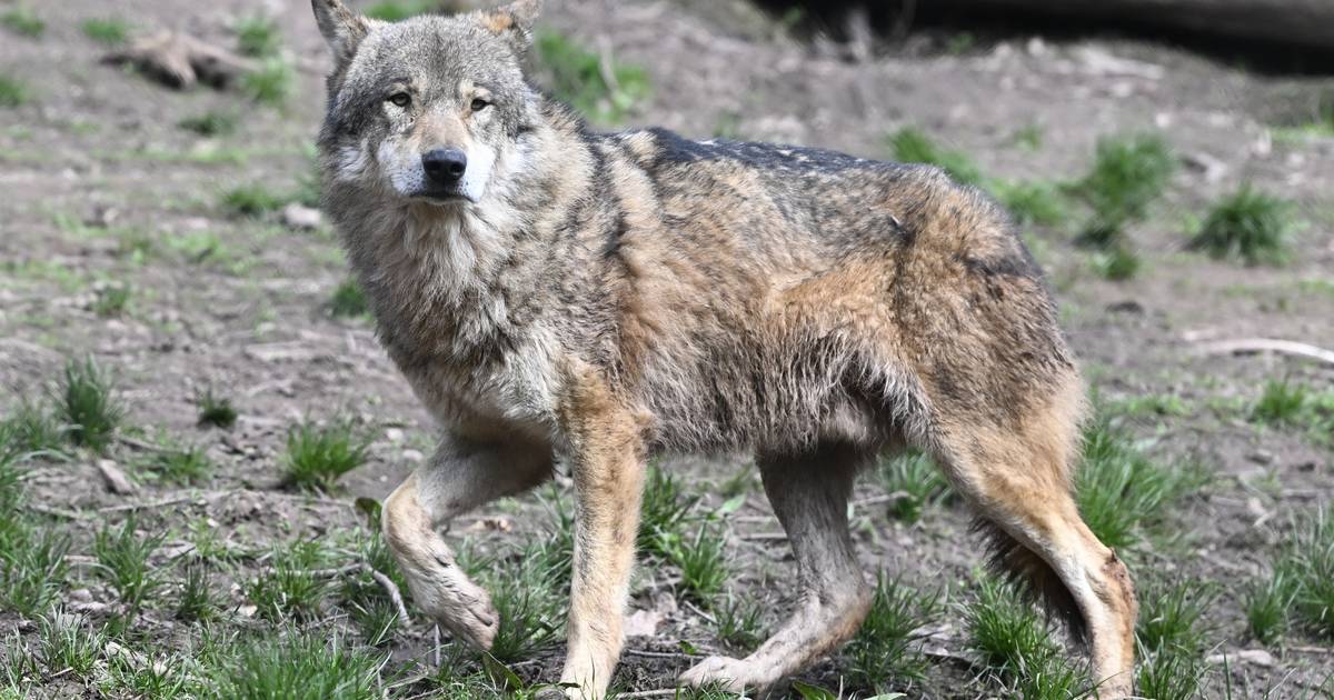 Draagvlak voor wolf duikelt; kwart bevolking neigt leefgebieden te mijden uit angst - AD