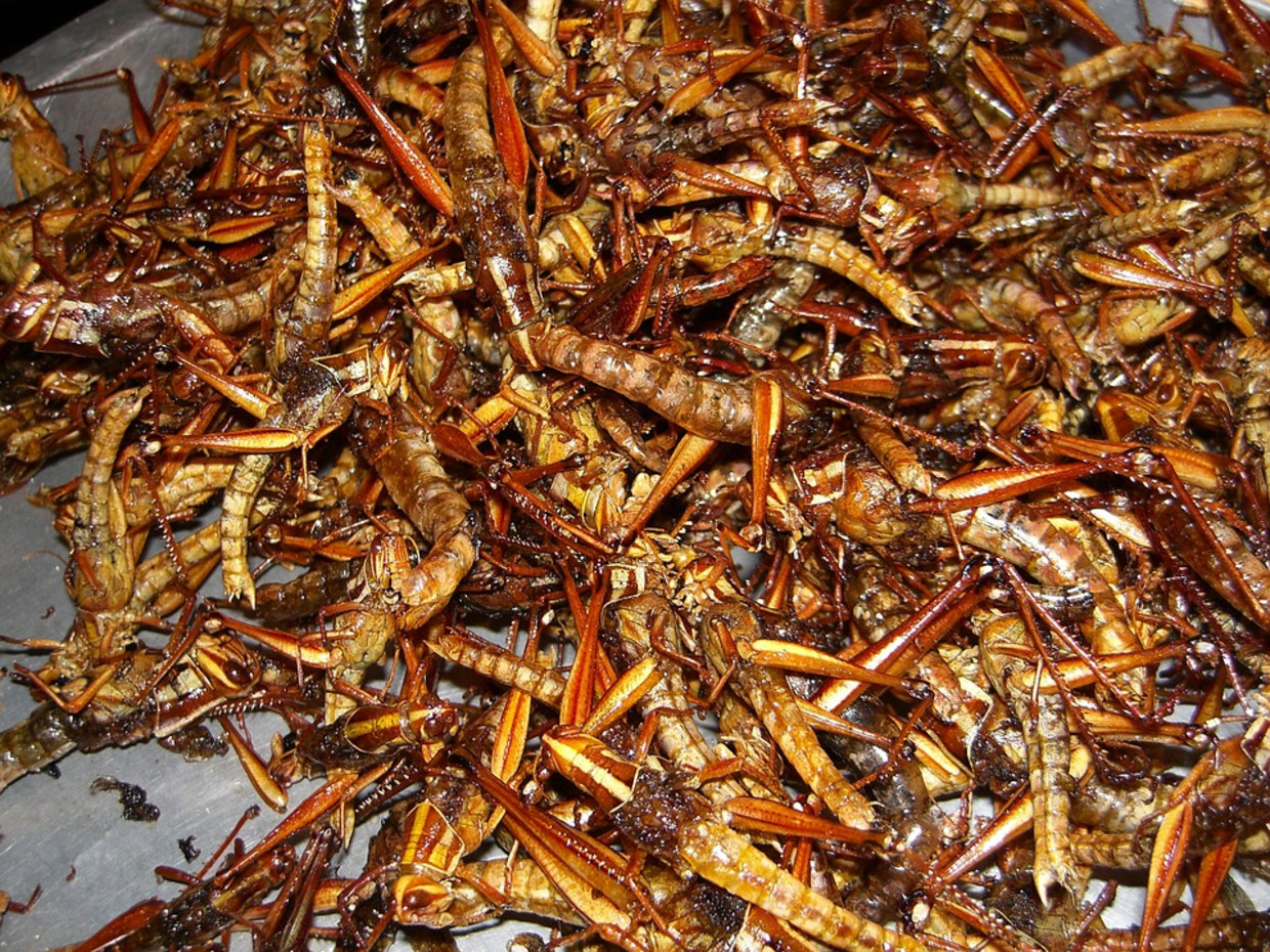 Zwitserland heeft insecten goedgekeurd voor menselijke comsumptie Beeld Pixabay