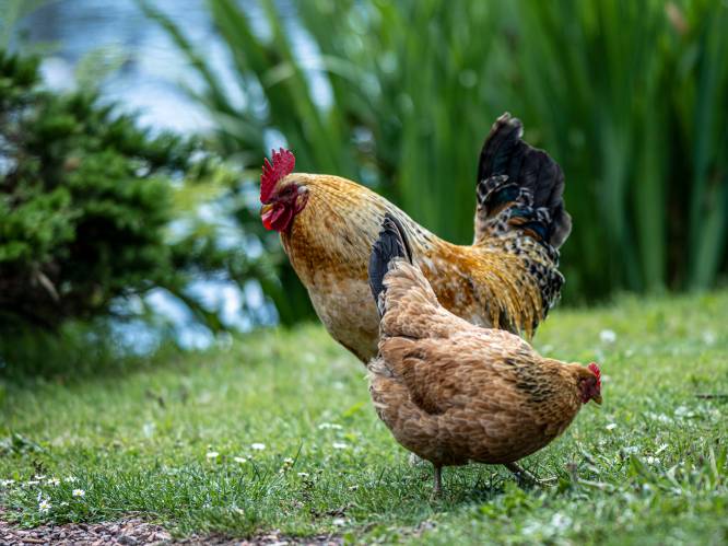 Vier Limburgse gemeenten moeten maatregelen nemen na vogelgriep in Zoutleeuw