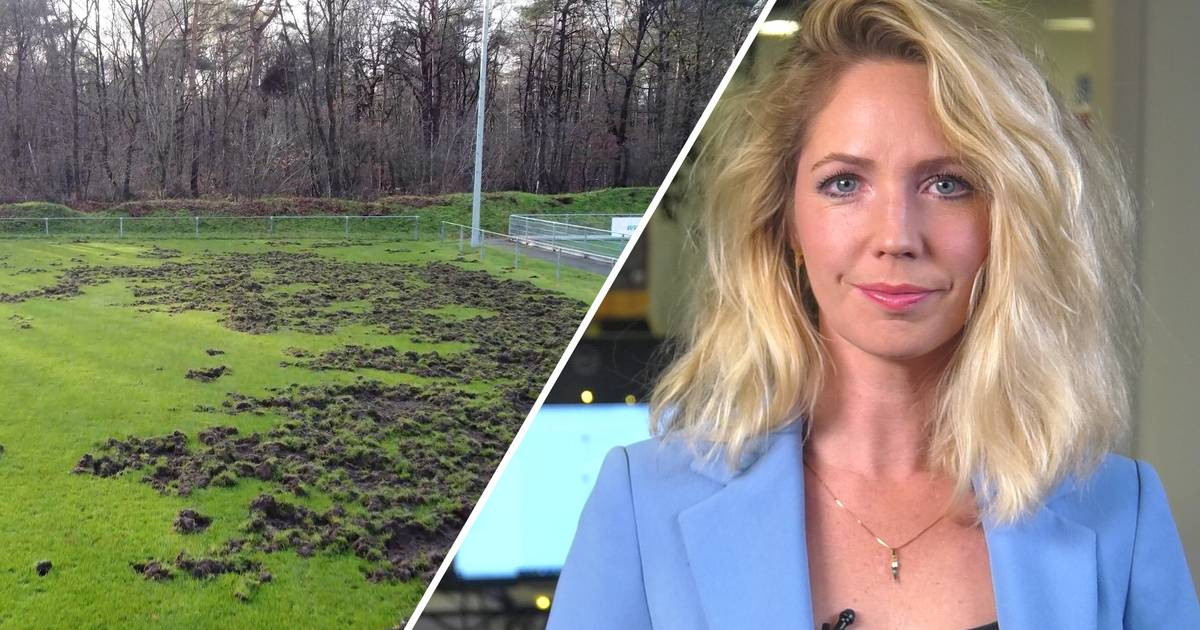 Wilde zwijnen verwoesten voetbalveld • Vrouw overlijdt aan verwondingen na ongeval in Ede.