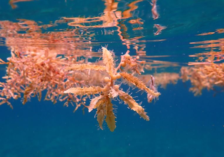 Sargassum is een drijvende zeewiersoort, waarmee het Britse bedrijf Seafields een CO2-absorberend oceaanveld wil aanleggen. Beeld Hagen Buck-Wiese