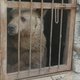 Van de dierentuin in Mosoel zijn alleen een beer en leeuw over