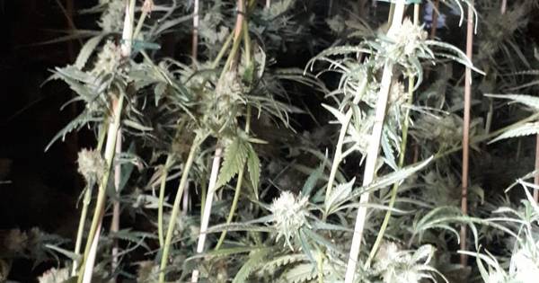 Hennepkwekerij met 267 planten ontdekt in woning Nieuw-Vossemeer - BN DeStem