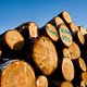 Chip in boomstam moet illegale houtkap terugdringen