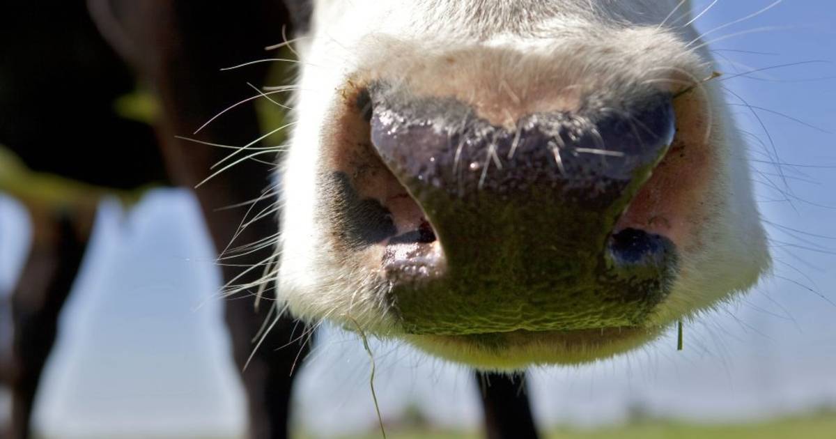 Gemis droge ligplaatsen voor pony's en koe beboet