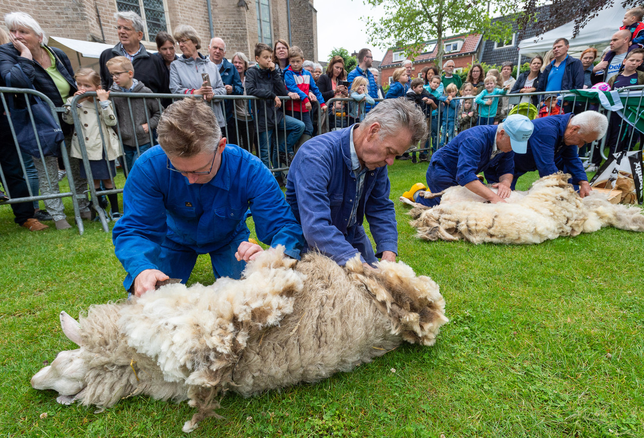 schapen-gaan-over-naar-zomervachtje-tijdens-schapenscheerdersfeest