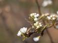 Lente-ommetjes voor senioren vanaf 10 april.