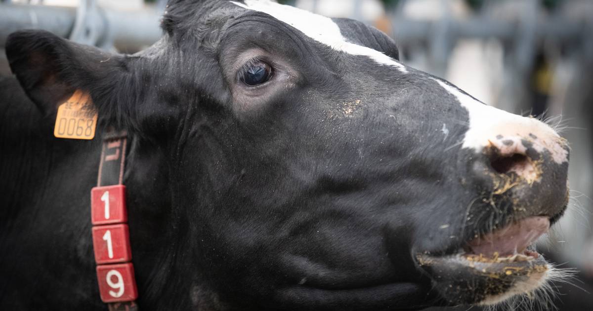 Indagine GAIA: “Sette belgi su dieci vogliono una legislazione più severa sul benessere degli animali” |  interno
