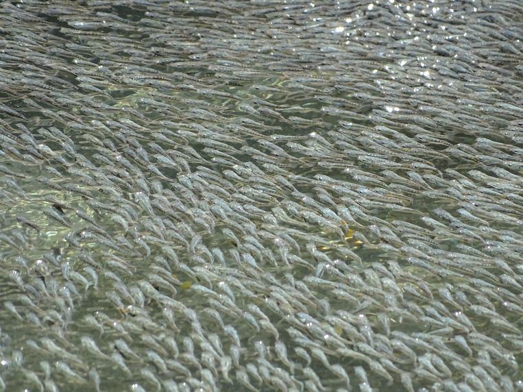 Ontwapening toonhoogte Toelating Mysterie opgelost: vissen doen de 'wave' om vogels af te schrikken