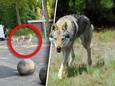 Wolven in Apeldoorn? Het bleken toch honden te zijn.