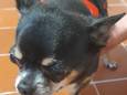 Wie deze hond herkent of weet wie de eigenaar is, mag steeds contact opnemen met de lokale politie.