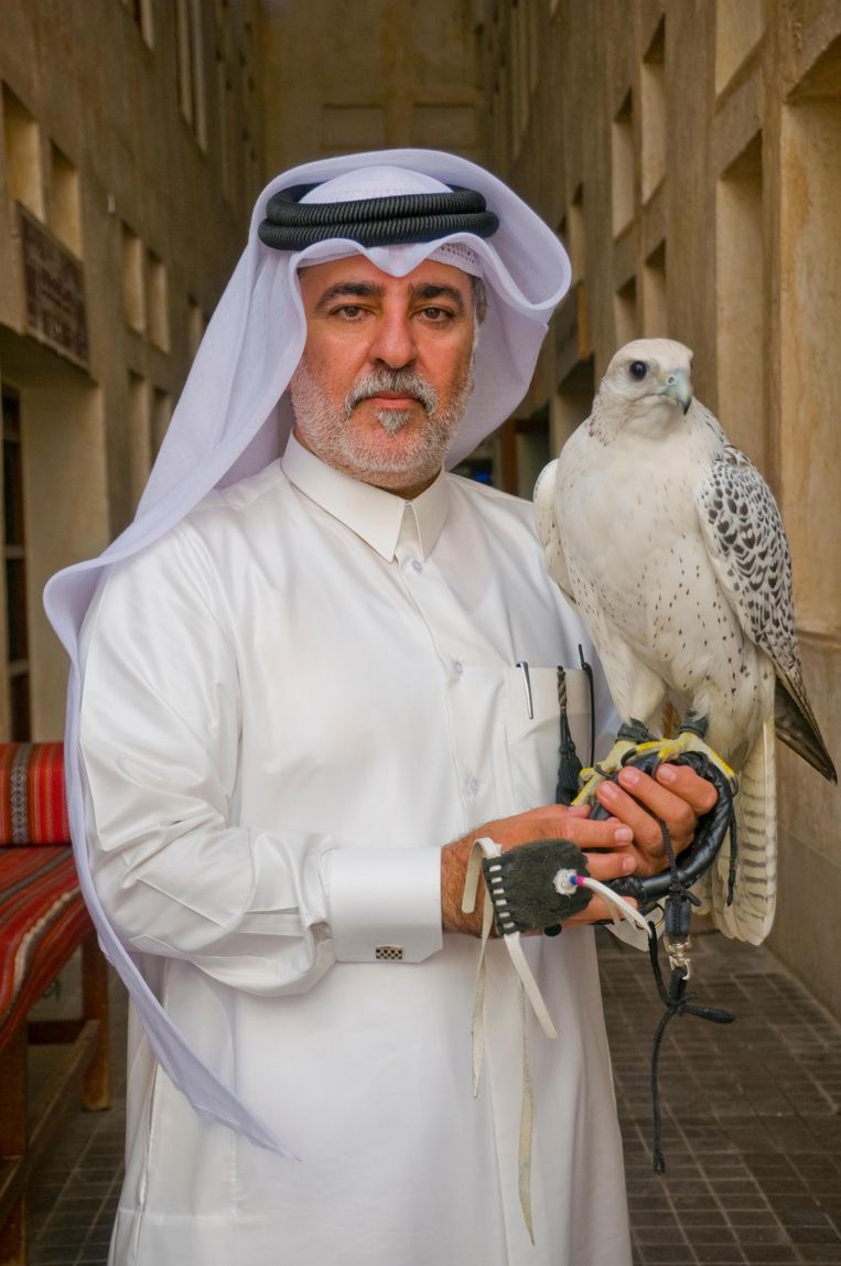 De valkenjacht is in Qatar een serieuze sport; in Doha is een valkenziekenhuis met een donorbank voor vogels die veren hebben verloren. Beeld Alamy