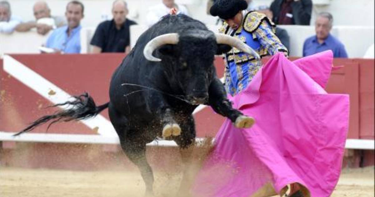Stierengevecht afgelast omdat dieren te zwak