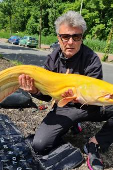 Marc (55) vangt zeldzame gouden meerval van 117 cm in slootje: ‘Heel bijzonder’