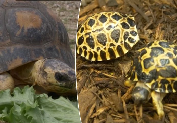 De ernstig bedreigde stralenschildpad brengt zelden nakomelingen voort.