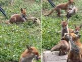 Lucia wordt wakker en ziet hoe negen vossenwelpen in haar achtertuin spelen