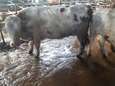 Boer uit Wanneperveen die volgens justitie zijn koeien verwaarloosde: ‘Onzin, dit gaat nergens over’