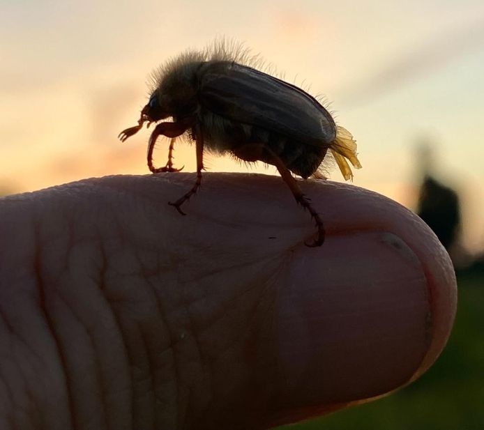 De junikever vliegt 's avonds in zwermen over de IJsseldijk.