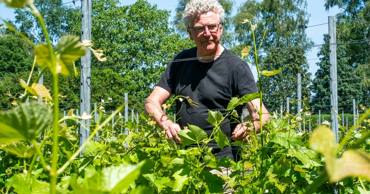 Fietsroute verbindt wijngaarden Soerendonk tijdens open dag