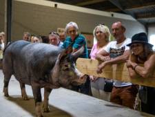 Grote hilariteit om varken met string op ludieke catwalk: ‘Is het een Gucci?’