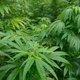 Vijf aanhoudingen in onderzoek naar grootschalige hennephandel: 5000 planten vernietigd