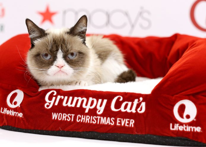 Grumpy Cat Le Chat Le Plus Riche Du Monde Insolite 7sur7 Be
