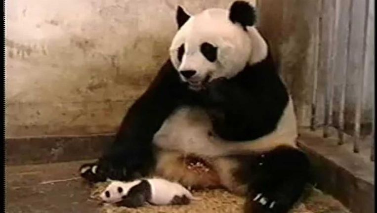 Een knikje naar de meester: de niezende panda. Beeld YouTube